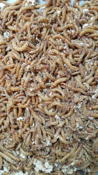 Live Mealworms 50-pack