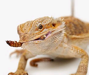 Live Wingless Fruitflies Mini Pack