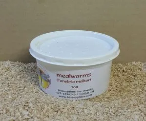 Live Mealworms 100-pack