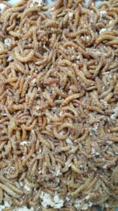 Live Mealworms 200-pack