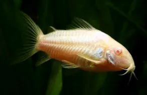 Albino Corydoras Catfish