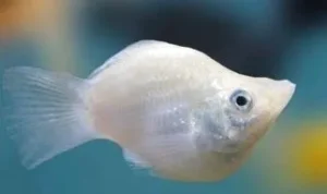 Balloon Molly