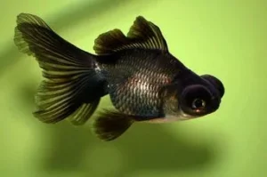 Blackmoor Goldfish Under 6cm