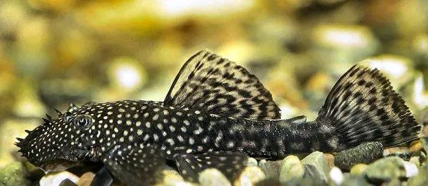 Bristlenose Catfish Brown Small