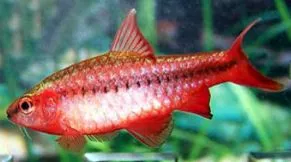 Cherry Barb
