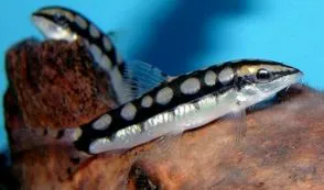 Dwarf Chain Loach