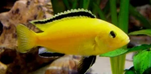 Electric Yellow Cichlid