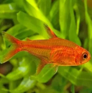 Ember Tetra