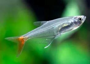 Glass Bloodfin Tetra
