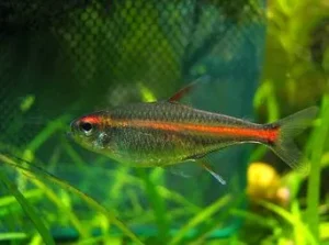 Glowlight Tetra