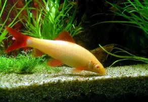 Gold Rainbow Shark