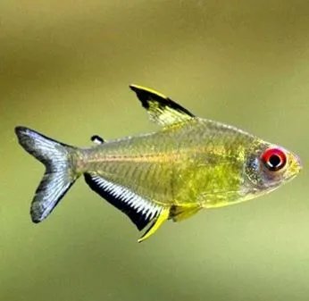 Lemon Tetra
