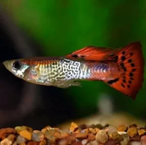 Male Imported Fancy Guppy