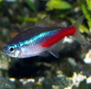 Neon Tetra
