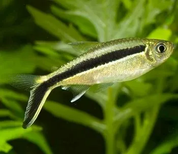 Penguin Tetra