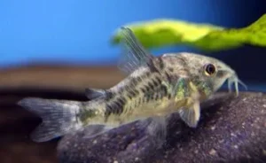 Peppered Corydoras Catfish
