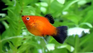 Assorted Platy