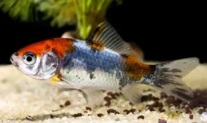 Shubunkin Goldfish Under 6cm