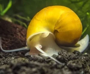 Snail Yellow Apple