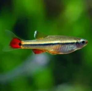 White Cloud Mountain Minnow