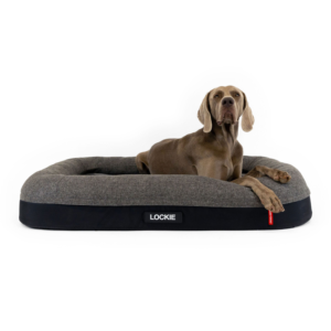 ED 2in1 Ortho Calm Elite Bed Charcoal/Black - XL ^BOCXLCHA