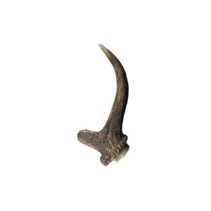 Deer Antler Loose - Med