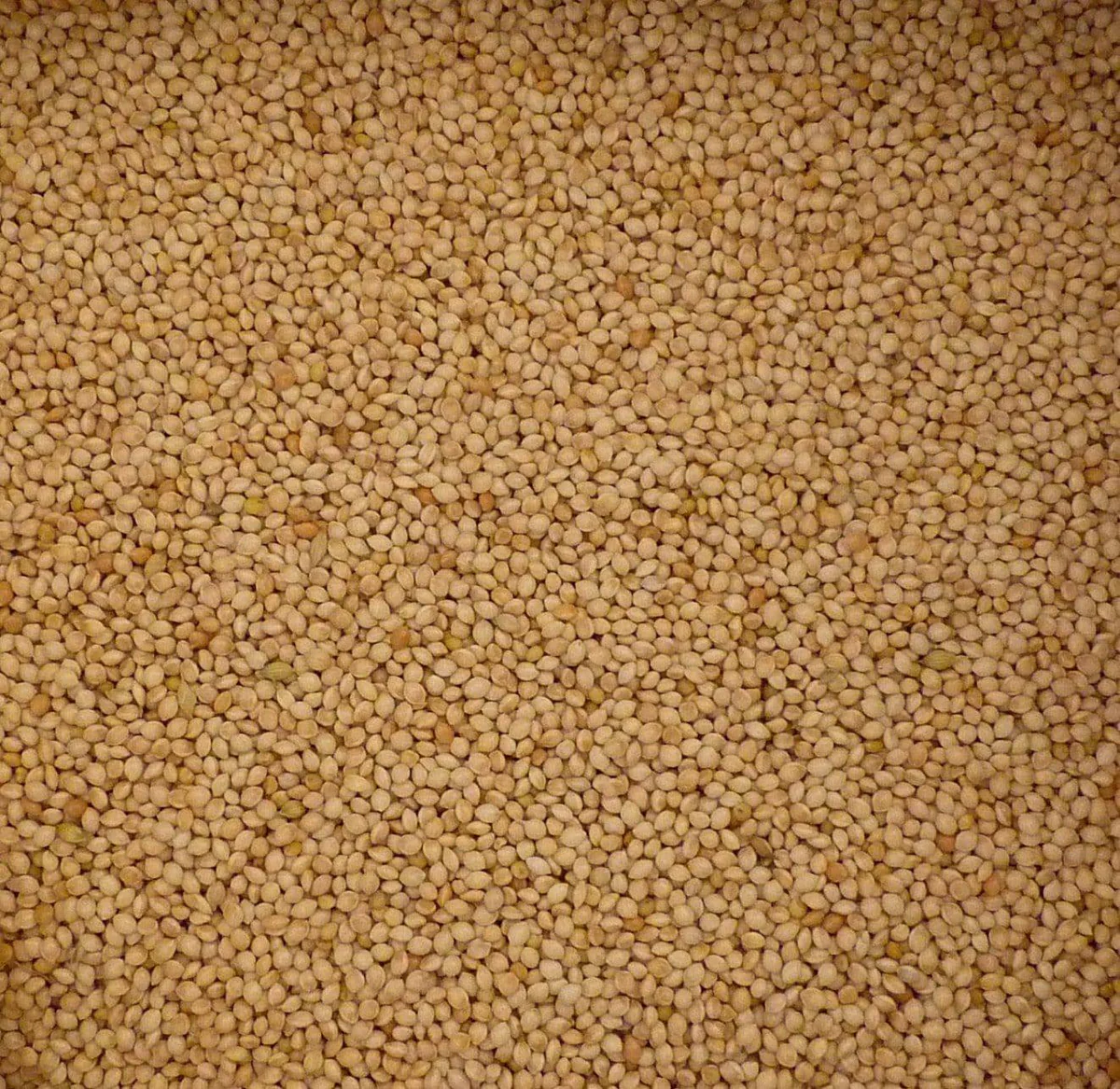 Topflite White French Millet 2kg
