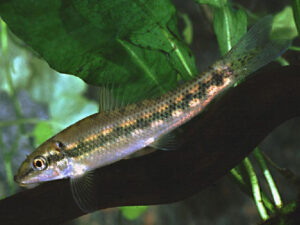 Algae Eater