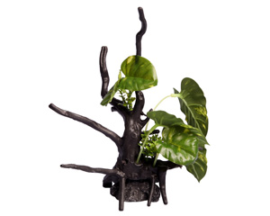 Aqua one Ecoscape Monstera Driftwood Green