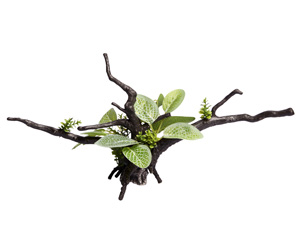 Aqua one Ecoscape Ignotous Driftwood Green