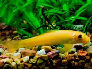 Golden Algae Eater