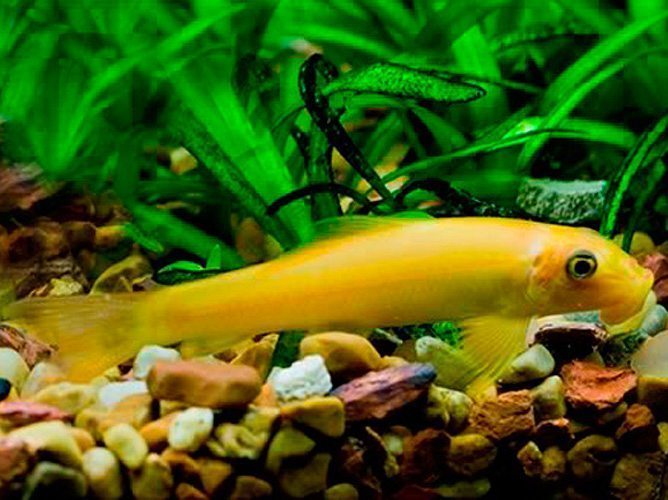 Golden Algae Eater