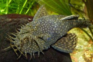 Bristle nose pleco