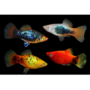 Assorted Platy Live Bearer
