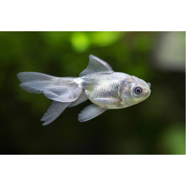 Blue Fantail Goldfish Large up to 8cm