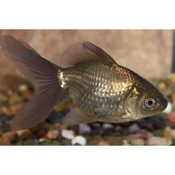Bronze Fantail Goldfish Large up to 8cm