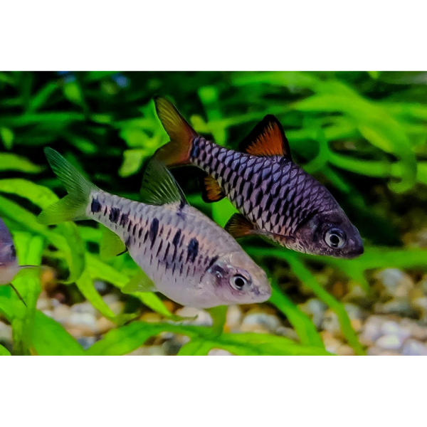 Checkered Barb