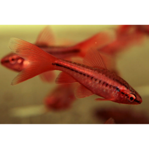 Cherry Barb Longfin