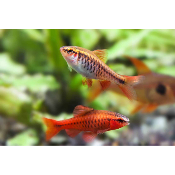 Cherry Barb