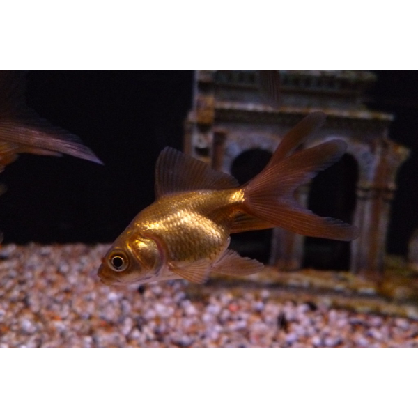 chocolate Fantail Large UP TO 8 CM