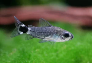 corydoras  hastatus
