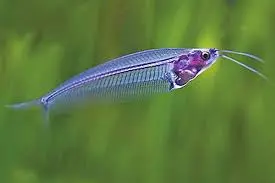 Ghost Glass Catfish