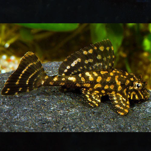 Leopard Plecostomus Gold Spot