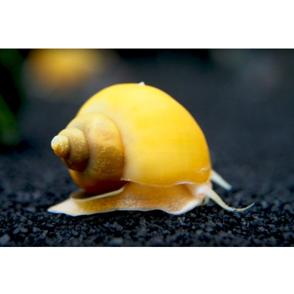 Golden Apple Snail