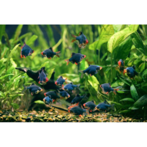 Green Tiger Barb