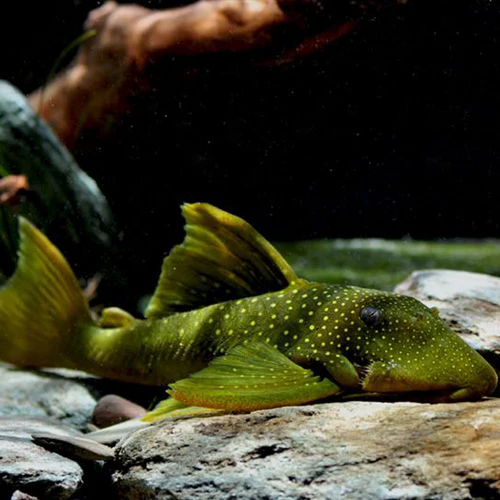 Green Phantom pleco