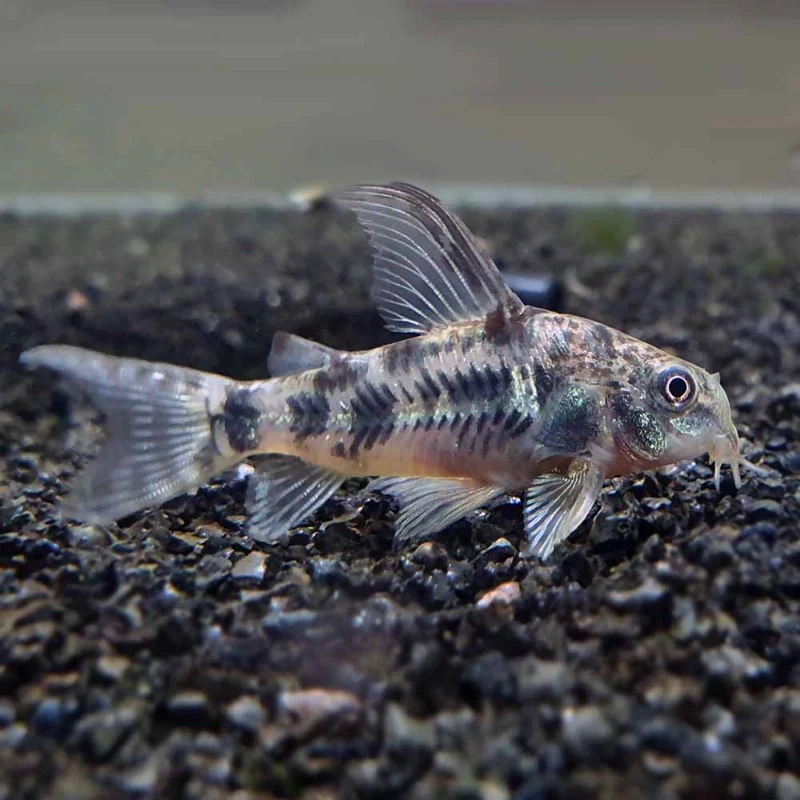 Peppered corydoras