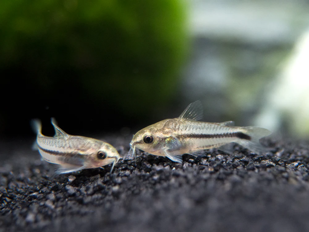 Pygmay Corydoras