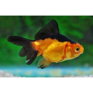 Red and Black Fantail Goldfish small up 6cm