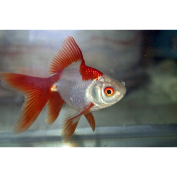 Red & White Fantail Goldfish Large up to 8cm